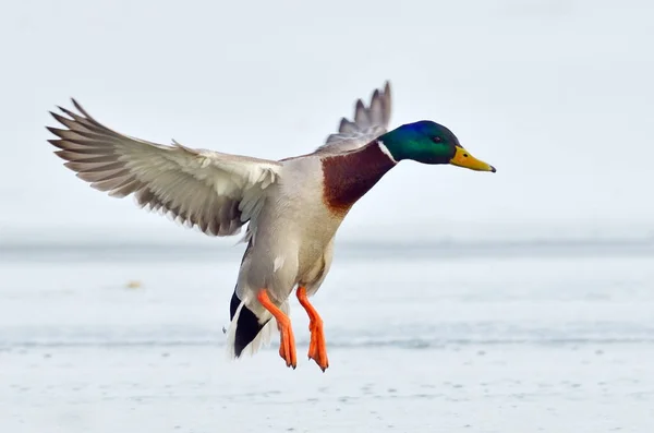 Πάπια Mallard Που Πετούν Πάνω Από Παγωμένος Ποταμός — Φωτογραφία Αρχείου