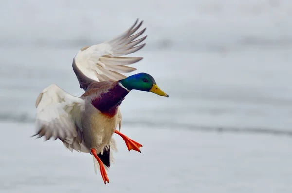 Stockente Fliegt Über Zugefrorenen Fluss — Stockfoto