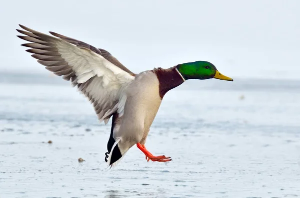 Πάπια Mallard Που Πετούν Πάνω Από Παγωμένος Ποταμός — Φωτογραφία Αρχείου