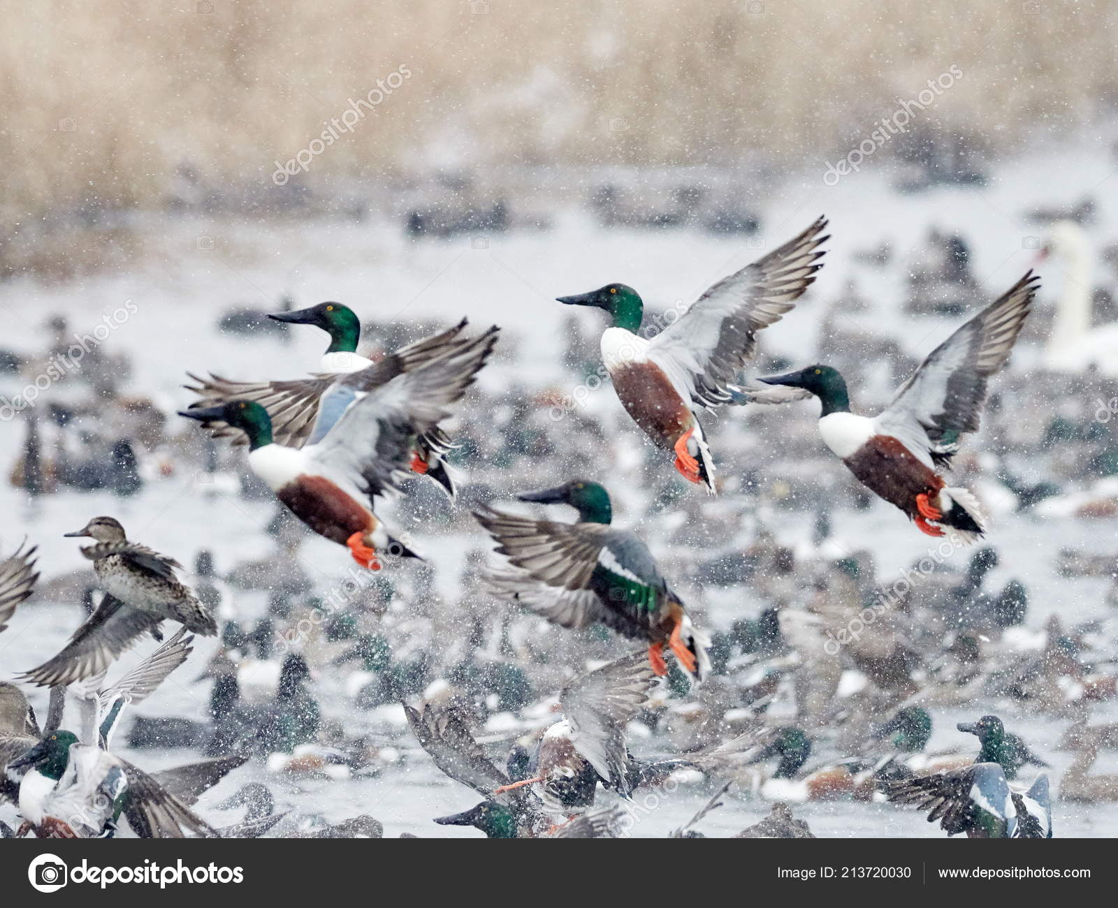 Patos Volando Vector PNG ,dibujos Pegatina, Clipart, Caricatura PNG y  Vector para Descargar Gratis | Pngtree, image size:1600x1300