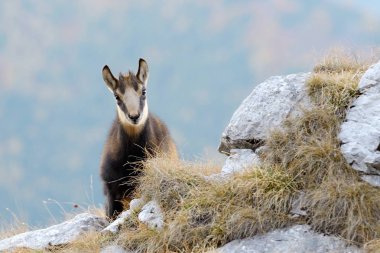 Chamois (rupicapra rupicapra) niteliğine