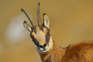 Chamois (rupicapra rupicapra) niteliğine
