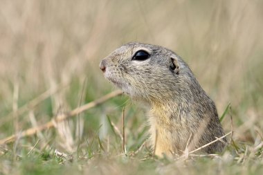 şirin Avrupa zemin sincap alanda (Spermophilus citellus)