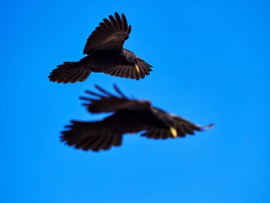 The Alpine chough or yellow-billed chough (Pyrrhocorax graculus) flying clipart