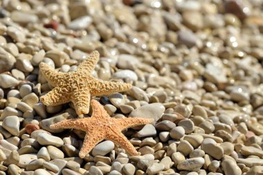 Sahilde denizyıldızı