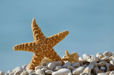 Yaz arka plan olarak sahilde deniz yıldızı