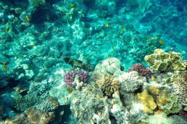 Sualtı görüntü tropikal balık