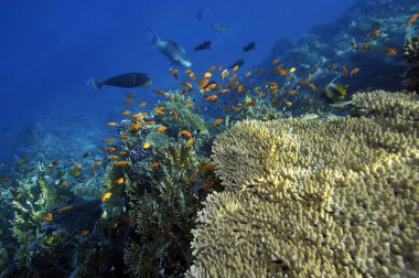 Sualtı görüntü tropikal balık