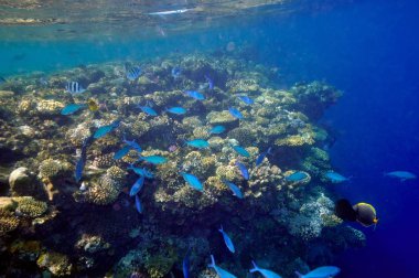 Sualtı görüntü tropikal balık