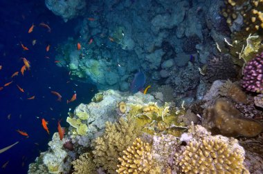 Sualtı görüntü tropikal balık