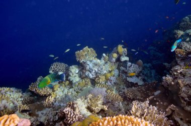 Sualtı görüntü tropikal balık