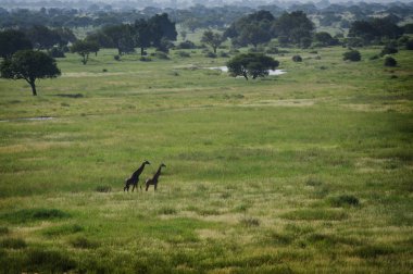 Zürafa anne ve bebek doğal park