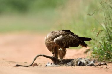 Sarımsı kahverengi kartal (Aquila rapax) doğal Park, Afrika