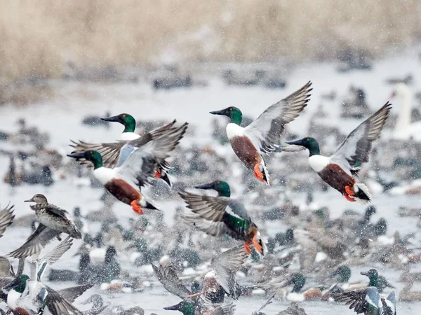 Flock Wild Ducks Flying Frozen River Wildlife Winter Season — Stock Photo, Image