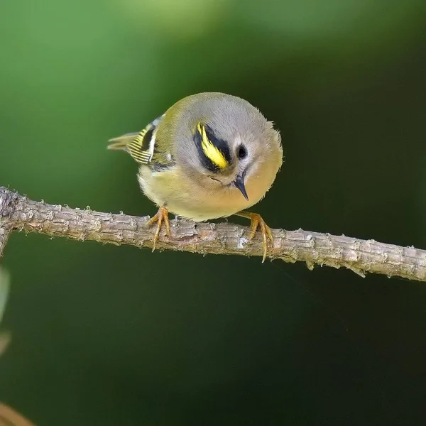 Kinglet Corona Dorada Hábitat Natural Regulus Regulus —  Fotos de Stock