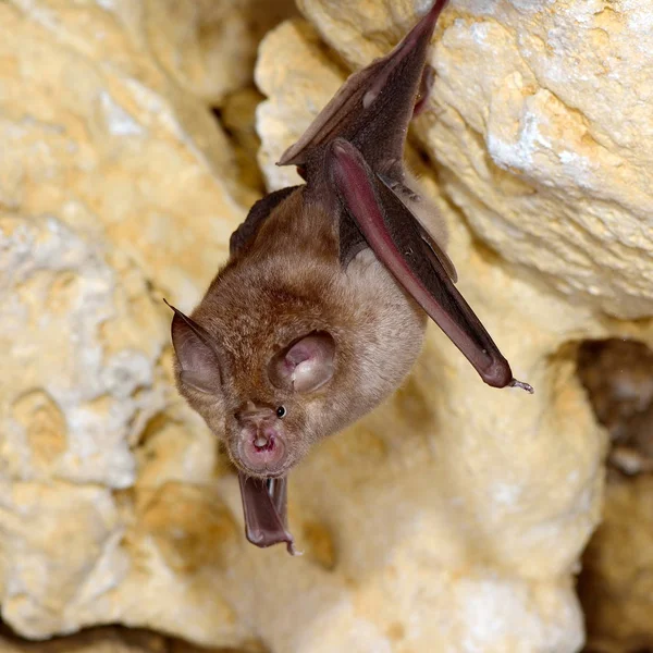 Fladdermus Hängande Grottan — Stockfoto