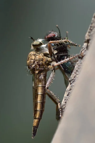 Soyguncu fly eating — Stok fotoğraf