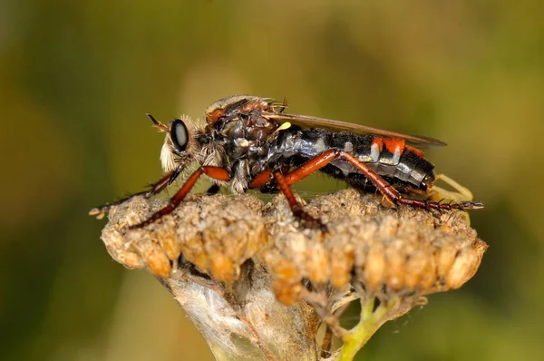 Rabló Fly Közelről — Stock Fotó