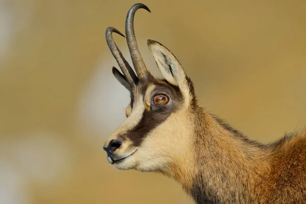 Gemse Rupicapra Rupicapra Auf Der Natur — Stockfoto