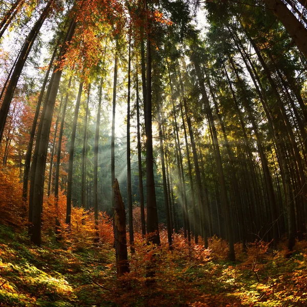 霧と木を通して美しい光線をキャスト太陽と森の中の暖かい秋の風景 — ストック写真