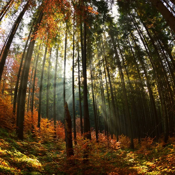 Caldo Scenario Autunnale Nella Foresta Con Sole Che Getta Bellissimi — Foto Stock