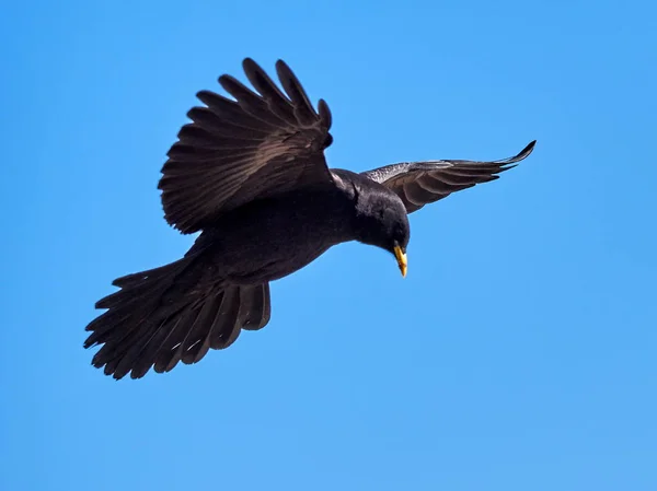 Alp Dağ Kargası Veya Uçan Sarı Gagalı Dağ Kargası Pyrrhocorax — Stok fotoğraf