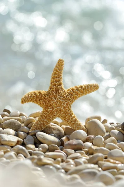 Starfish Beach Summer Background — Stock Photo, Image