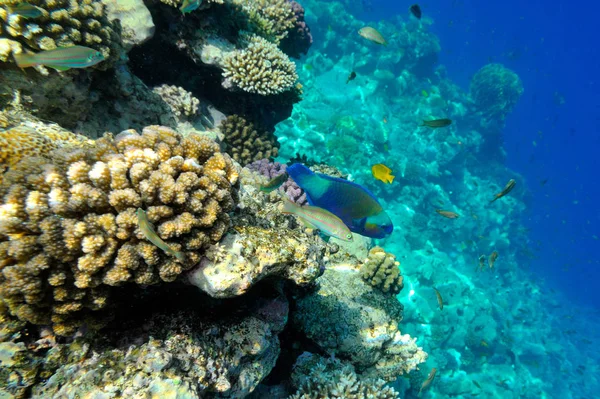 Подводное Изображение Тропических Рыб — стоковое фото
