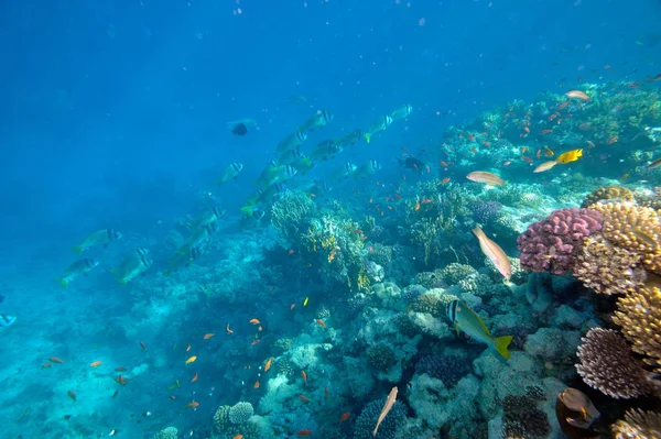 Подводное Изображение Тропических Рыб — стоковое фото