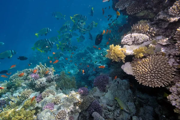 Undervands Billede Tropiske Fisk - Stock-foto
