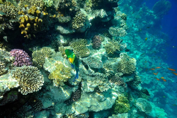 Imagen Submarina Peces Tropicales — Foto de Stock