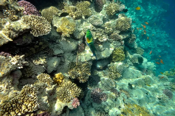 Imagem Subaquática Peixes Tropicais — Fotografia de Stock