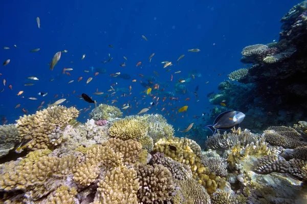 Imagem Subaquática Peixes Tropicais — Fotografia de Stock