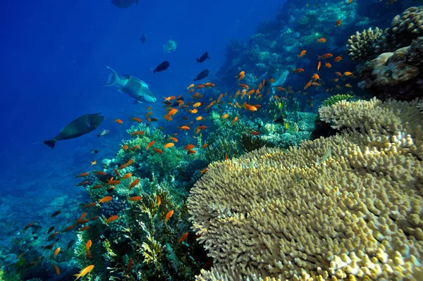 Imagem Subaquática Peixes Tropicais — Fotografia de Stock