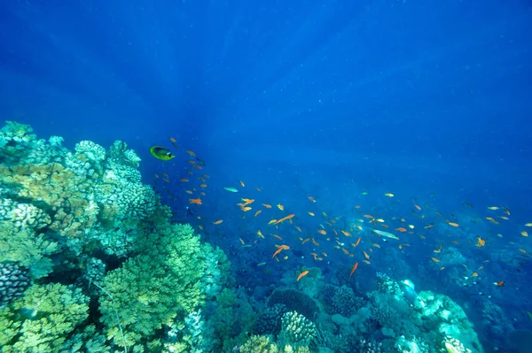 水下图像的热带鱼 — 图库照片