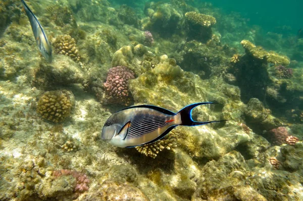 Unterwasserbild Tropischer Fische — Stockfoto