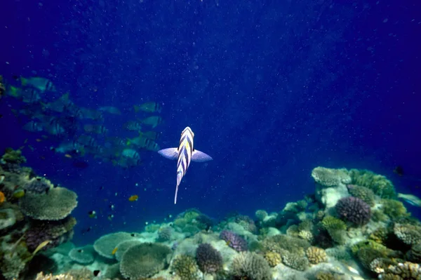 Underwater Bild Tropiska Fiskar — Stockfoto