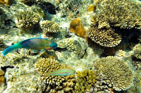 熱帯の魚の水中イメージ — ストック写真