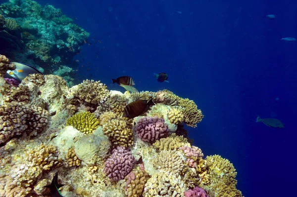 Imagem Subaquática Peixes Tropicais — Fotografia de Stock