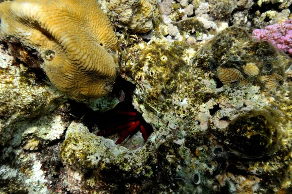 Imagem Subaquática Peixes Tropicais — Fotografia de Stock