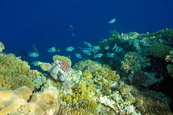 Imagen Submarina Peces Tropicales —  Fotos de Stock