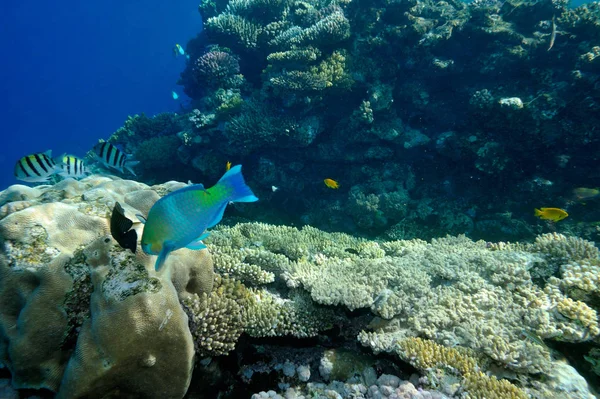Podvodní Obraz Tropických Ryb — Stock fotografie