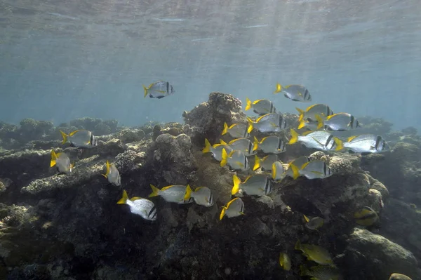 Sualtı Görüntü Tropikal Balık — Stok fotoğraf