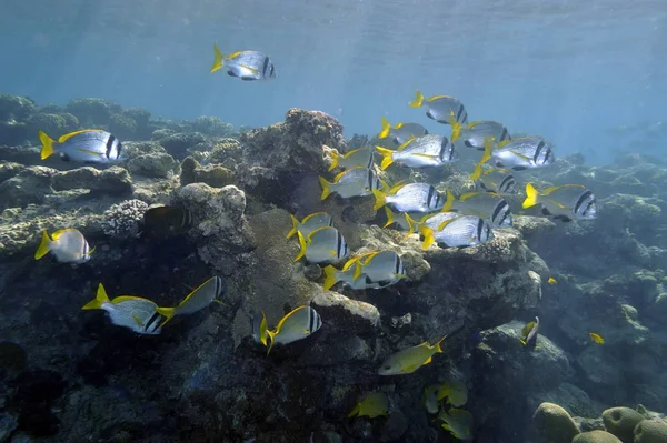 Immagine Subacquea Pesci Tropicali — Foto Stock