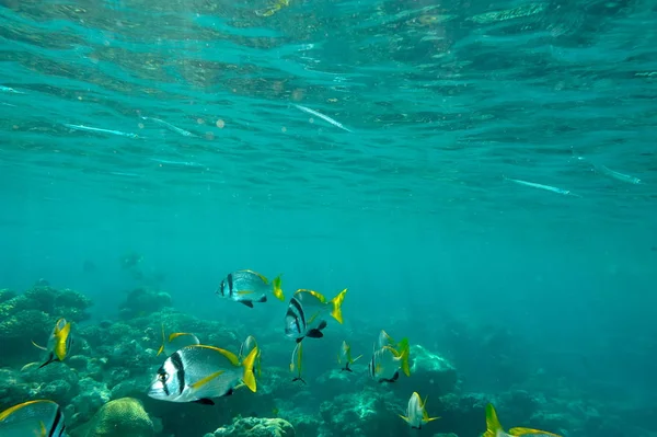 Immagine Subacquea Pesci Tropicali — Foto Stock