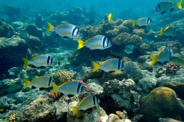 Imagem Subaquática Peixes Tropicais — Fotografia de Stock