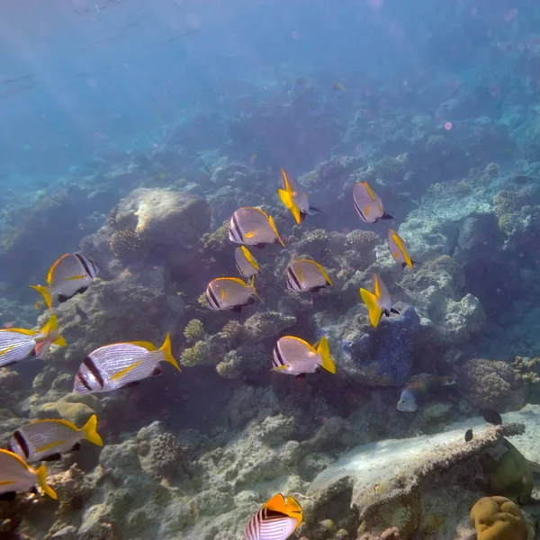 Imagen Submarina Peces Tropicales —  Fotos de Stock