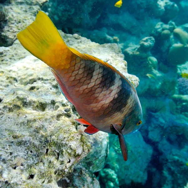 Imagem Subaquática Peixes Tropicais — Fotografia de Stock