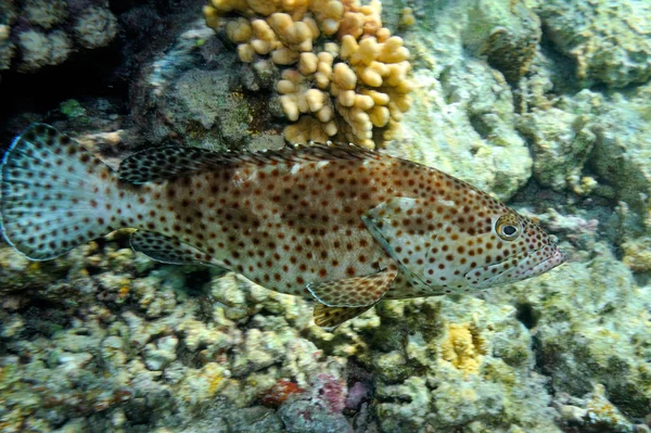 Imagem Subaquática Peixes Tropicais — Fotografia de Stock