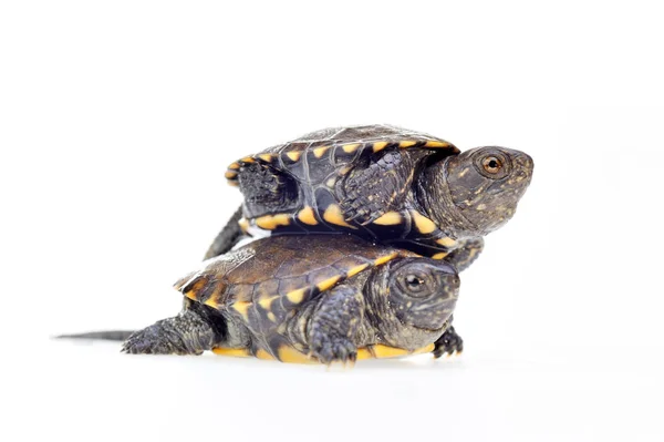 Kleine Schildpadden Geïsoleerd Witte Achtergrond — Stockfoto